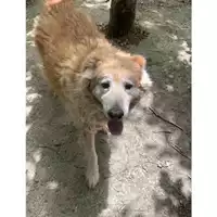 Foto dell\'animale Comune di Messina -  Dipartimento ambiente e sanità - Servizio Randagismo Messina - 380260041231253
