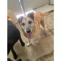 Foto dell\'animale Comune di Messina -  Dipartimento ambiente e sanità - Servizio Randagismo Messina - 380260043659299