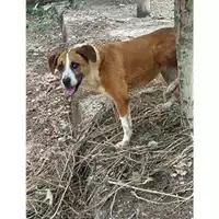 Foto dell\'animale Comune di Messina -  Dipartimento ambiente e sanità - Servizio Randagismo Messina - 380260041205477