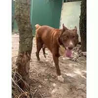 Foto dell\'animale Comune di Messina -  Dipartimento ambiente e sanità - Servizio Randagismo Messina - 380260020187929