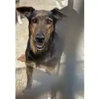Foto dell\'animale Comune di Messina -  Dipartimento ambiente e sanità - Servizio Randagismo Messina - 380260002666644