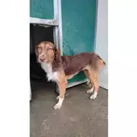 Foto dell\'animale Comune di Messina -  Dipartimento ambiente e sanità - Servizio Randagismo Messina - 380260170210653