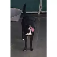 Foto dell\'animale Comune di Messina -  Dipartimento ambiente e sanità - Servizio Randagismo Messina - 380260170168890