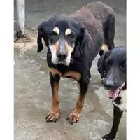 Foto dell\'animale Comune di Messina -  Dipartimento ambiente e sanità - Servizio Randagismo Messina - 380260010145155