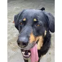 Foto dell\'animale Comune di Messina -  Dipartimento ambiente e sanità - Servizio Randagismo Messina - 380260044456856