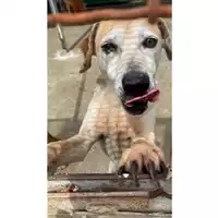 Foto dell\'animale Comune di Messina -  Dipartimento ambiente e sanità - Servizio Randagismo Messina - 380260040987011
