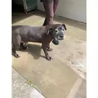 Foto dell\'animale Comune di Messina -  Dipartimento ambiente e sanità - Servizio Randagismo Messina - 380260002666639