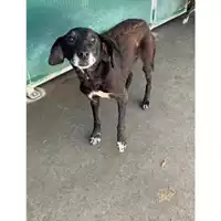 Foto dell\'animale Comune di Messina -  Dipartimento ambiente e sanità - Servizio Randagismo Messina - 380260010142198