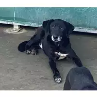 Foto dell\'animale Comune di Messina -  Dipartimento ambiente e sanità - Servizio Randagismo Messina - 380260010142190