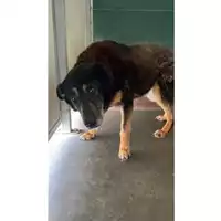 Foto dell\'animale Comune di Messina -  Dipartimento ambiente e sanità - Servizio Randagismo Messina - 380260010143887