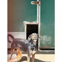 Foto dell\'animale Comune di Messina -  Dipartimento ambiente e sanità - Servizio Randagismo Messina - 380260170169266