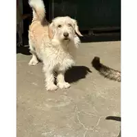 Foto dell\'animale Comune di Messina -  Dipartimento ambiente e sanità - Servizio Randagismo Messina - 380260170169147