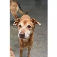 Foto dell\'animale Comune di Messina -  Dipartimento ambiente e sanità - Servizio Randagismo Messina - 380260044216262
