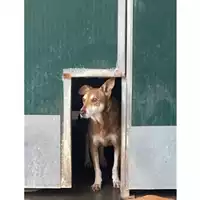 Foto dell\'animale Comune di Messina -  Dipartimento ambiente e sanità - Servizio Randagismo Messina - 380260100077562