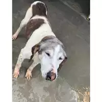 Foto dell\'animale Comune di Messina -  Dipartimento ambiente e sanità - Servizio Randagismo Messina - 380260010092564