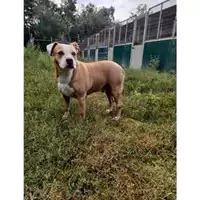 Foto dell\'animale Comune di Messina -  Dipartimento ambiente e sanità - Servizio Randagismo Messina - 380260002667333