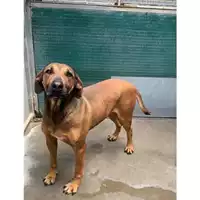 Foto dell\'animale Comune di Messina -  Dipartimento ambiente e sanità - Servizio Randagismo Messina - 380260004029805