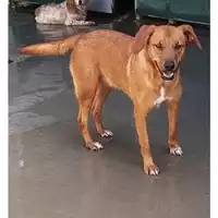 Foto dell\'animale Comune di Messina -  Dipartimento ambiente e sanità - Servizio Randagismo Messina - 380260170169124