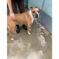 Foto dell\'animale Comune di Messina -  Dipartimento ambiente e sanità - Servizio Randagismo Messina - 380260100076304
