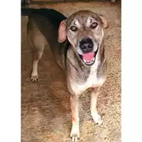 Foto dell\'animale Comune di Messina -  Dipartimento ambiente e sanità - Servizio Randagismo Messina - 380260002665412
