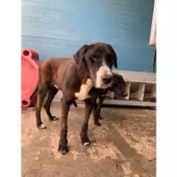Foto dell\'animale Comune di Messina -  Dipartimento ambiente e sanità - Servizio Randagismo Messina - 380260010142162