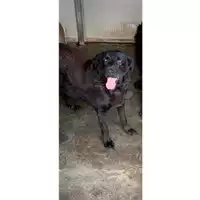 Foto dell\'animale Comune di Messina -  Dipartimento ambiente e sanità - Servizio Randagismo Messina - 380260040987456