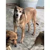 Foto dell\'animale Comune di Messina -  Dipartimento ambiente e sanità - Servizio Randagismo Messina - 380260010142414
