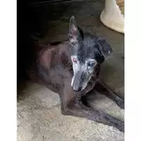 Foto dell\'animale Comune di Messina -  Dipartimento ambiente e sanità - Servizio Randagismo Messina - 380260010145163