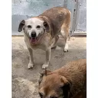 Foto dell\'animale Comune di Messina -  Dipartimento ambiente e sanità - Servizio Randagismo Messina - 380260010142347