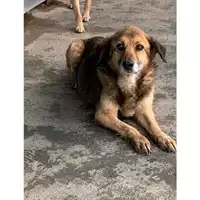 Foto dell\'animale Comune di Messina -  Dipartimento ambiente e sanità - Servizio Randagismo Messina - 380260010142393