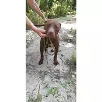 Foto dell\'animale Comune di Messina -  Dipartimento ambiente e sanità - Servizio Randagismo Messina - 380260044456246