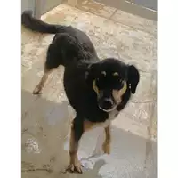 Foto dell\'animale Comune di Messina -  Dipartimento ambiente e sanità - Servizio Randagismo Messina - 380260002666923