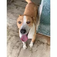 Foto dell\'animale Comune di Messina -  Dipartimento ambiente e sanità - Servizio Randagismo Messina - 380260004028752