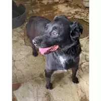 Foto dell\'animale Comune di Messina -  Dipartimento ambiente e sanità - Servizio Randagismo Messina - 380260002666796