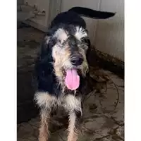 Foto dell\'animale Comune di Messina -  Dipartimento ambiente e sanità - Servizio Randagismo Messina - 380260004028703