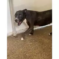 Foto dell\'animale Comune di Messina -  Dipartimento ambiente e sanità - Servizio Randagismo Messina - 380260043489224