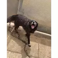 Foto dell\'animale Comune di Messina -  Dipartimento ambiente e sanità - Servizio Randagismo Messina - 380260004028619