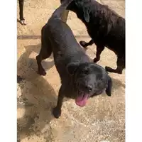 Foto dell\'animale Comune di Messina -  Dipartimento ambiente e sanità - Servizio Randagismo Messina - 380260004028705