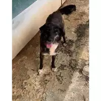 Foto dell\'animale Comune di Messina -  Dipartimento ambiente e sanità - Servizio Randagismo Messina - 380260004028696