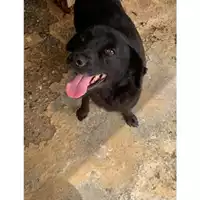 Foto dell\'animale Comune di Messina -  Dipartimento ambiente e sanità - Servizio Randagismo Messina - 380260004028708
