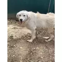 Foto dell\'animale Comune di Messina -  Dipartimento ambiente e sanità - Servizio Randagismo Messina - 380260170169380