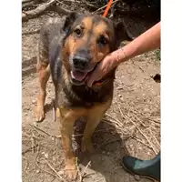 Foto dell\'animale Comune di Messina -  Dipartimento ambiente e sanità - Servizio Randagismo Messina - 380260040967054