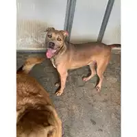 Foto dell\'animale Comune di Messina -  Dipartimento ambiente e sanità - Servizio Randagismo Messina - 380260170211584