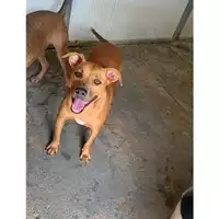 Foto dell\'animale Comune di Messina -  Dipartimento ambiente e sanità - Servizio Randagismo Messina - 380260170211594