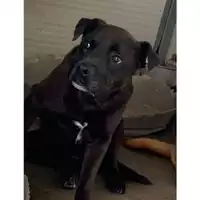 Foto dell\'animale Comune di Messina -  Dipartimento ambiente e sanità - Servizio Randagismo Messina - 380260002666937