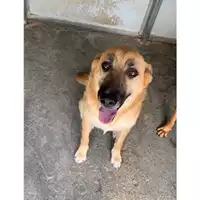 Foto dell\'animale Comune di Messina -  Dipartimento ambiente e sanità - Servizio Randagismo Messina - 380260170169875