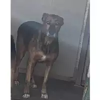 Foto dell\'animale Comune di Messina -  Dipartimento ambiente e sanità - Servizio Randagismo Messina - 380260043659760