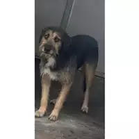 Foto dell\'animale Comune di Messina -  Dipartimento ambiente e sanità - Servizio Randagismo Messina - 380260044215730