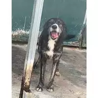 Foto dell\'animale Comune di Messina -  Dipartimento ambiente e sanità - Servizio Randagismo Messina - 380260044215802?