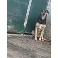 Foto dell\'animale Comune di Messina -  Dipartimento ambiente e sanità - Servizio Randagismo Messina - 380260044215816